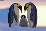 bild_klein_0000006231.jpg
