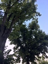 bild_klein_0000016305.jpg