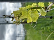 bild_klein_0000022075.jpg